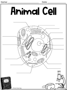 Plant and Animal Cells FREE by Tied 2 Teaching | TpT