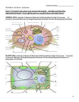 Cells Alive Webquest by Bringing Science to Life TpT