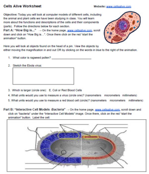 Cells Alive Worksheet (Key) by Biologycorner TPT