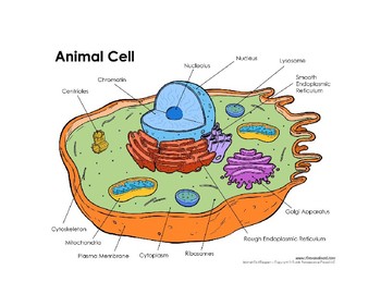 Preview of Cells: Animal & Plant Cells With Organelle Labels