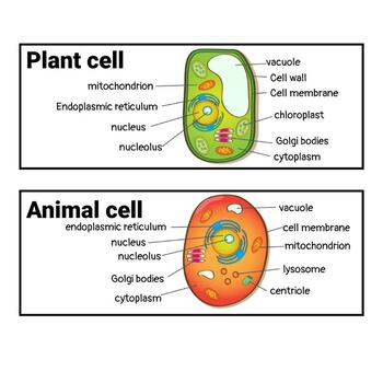 Cells Definitions Word Wall by Kwyk Science | TPT