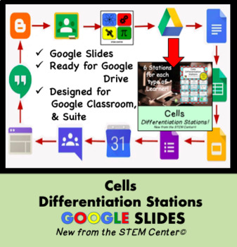 Preview of Cells Differentiation Stations on Google Slides