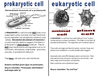 Cells Eukaryotic, Prokaryotic by Angela Holley | TpT