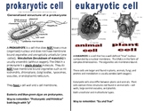 Cells Eukaryotic, Prokaryotic