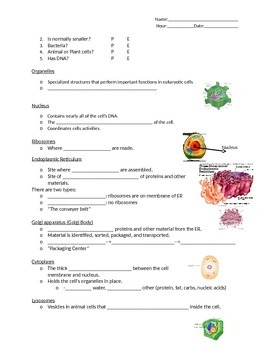 Cells Guided Notes by Jamie Moderhack | TPT