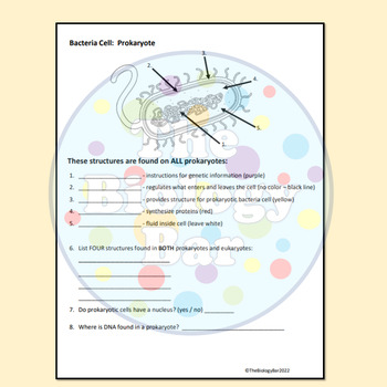 Cells Prokaryotic and Eukaryotic Color Worksheet by The Biology Bar