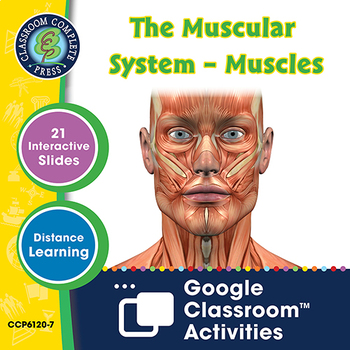 Preview of Cells, Skeletal & Muscular Systems: The Muscular System – Muscles -Google Slides
