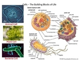 Cells Structure & Function
