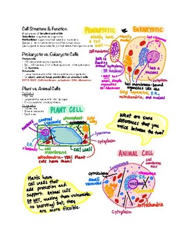 Preview of Cells & Membrane Transport Study Guide / Notes