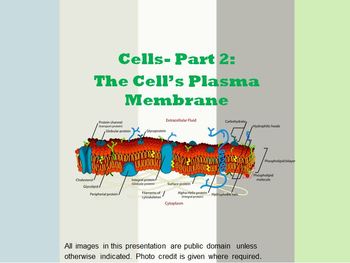 Preview of Cells The Plasma Membrane Part Two Powerpoint