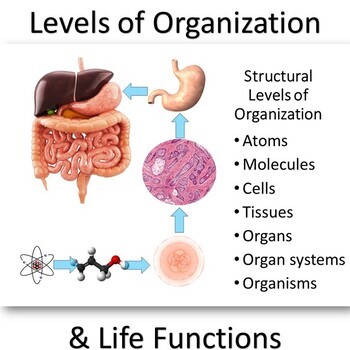 Cells, Tissues, Organs, Organ Systems & Life Functions Package | TpT