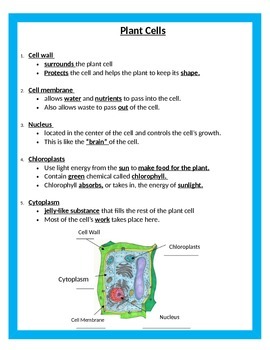 Cells Unit - STUDY GUIDE - 5th Grade Science by Cammie's Corner