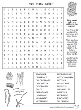Cells Worksheets -- puzzles and more by Fran Lafferty | TpT