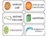 Cells and Mitosis Printable Flashcards. Elementary Biology.