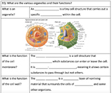 Cells and Organelles Guided Notes
