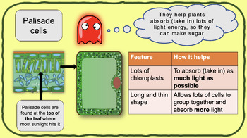 Preview of Cells and Organisation - 4 lesson bundle - low ability/special ed/SEND