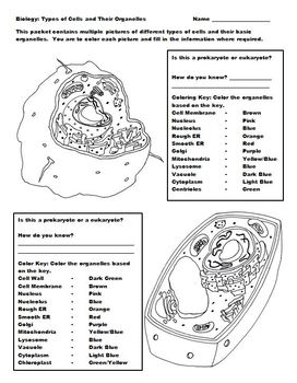 Cells and Their Organelles Coloring Packet by The Vintage Apple | TPT