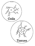 Cells and Tissues Drawing Activity