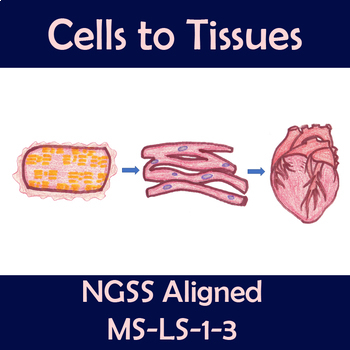 Preview of Cells to Tissues