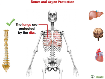 Cells,Skeletal & Muscular Systems: Bones and Organ Protection - PC Gr. 3-8