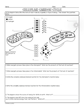 The worksheet carbon cycle on Carbon cycle