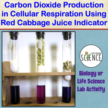 Preview of Cellular Respiration Lab Cabbage Juice CO2 Indicator