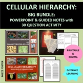 Cellular Hierarchy, Organization, & Characteristics of Lif