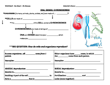 Preview of Cellular Reproduction Guided Notes