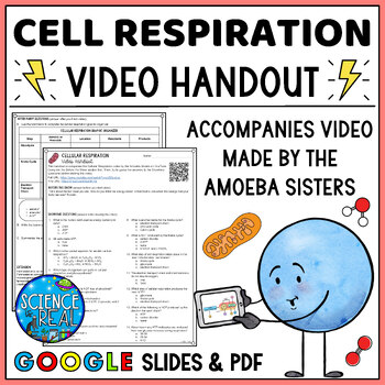 Preview of Cellular Respiration Amoeba Sisters Video Handout