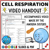 Cellular Respiration Amoeba Sisters Video Handout