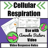 Cellular Respiration Amoeba Sisters Video Response Sheet