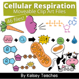 Cellular Respiration Bio Clip Art | Clipart Moveable Piece