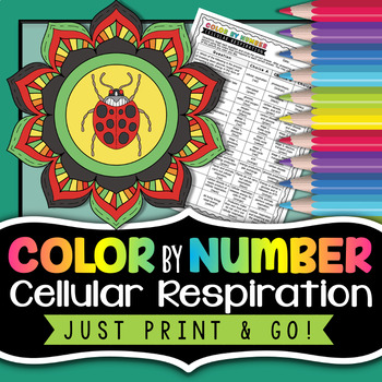 Preview of Cellular Respiration Color by Number - Science Color By Number Review