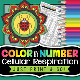 Cellular Respiration Color by Number - Science Color By Nu