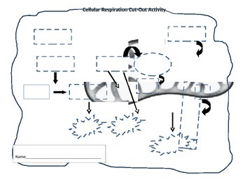 Cellular Respiration Color Cut And Paste Activity By Andrea Taktak