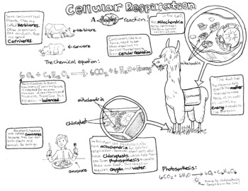Preview of Cellular Respiration Coloring Page