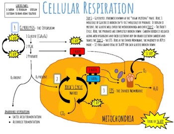 mitochondria diagram labeled cellular respiration