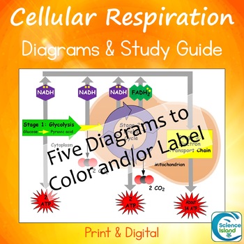 Preview of Cellular Respiration Diagrams and Study Guide
