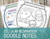 Cellular Respiration Doodle Notes