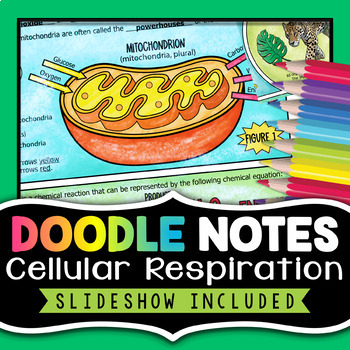 Preview of Cellular Respiration Doodle Notes Activity