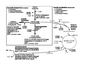 Aerobic Cellular Respiration Flow Chart