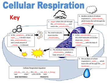 Preview of Cellular Respiration Flowchart