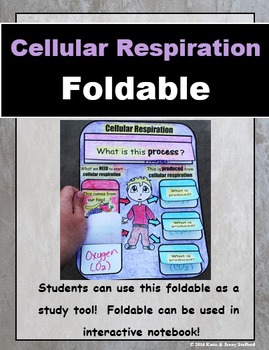 Preview of Cellular Respiration Foldable