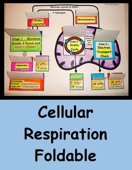 Preview of Cellular Respiration Foldable - Mitochondrion