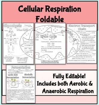 Preview of Cellular Respiration Foldable (Notes/Fill-in-the-Blank) AP bio & Honors