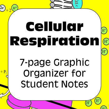 Preview of Cellular Respiration Graphic Note Organizer for AP/Biology/College Biochemistry