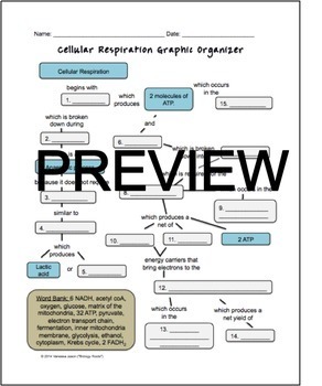 Cellular Respiration Graphic Organizer By Biology Roots Tpt