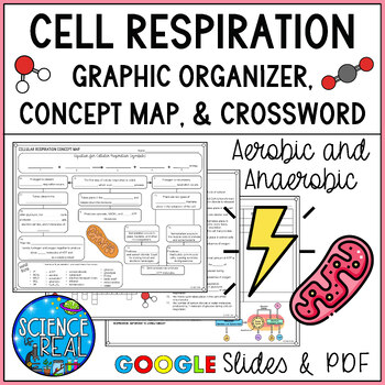 Preview of Cellular Respiration Graphic Organizer and Worksheets - Cell Respiration