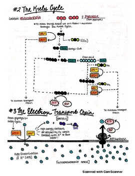 Cellular Respiration Guided Coloring Worksheet (w/ Answer ...