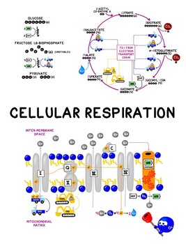 Cellular Respiration Guided Notes by BOGObiology | TpT